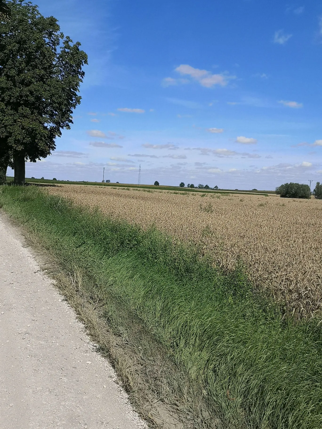 Krajobraz wiejski przedstawiający piaszczystą drogę po lewej stronie, obok której rośnie pas zielonej trawy. Dalej rozciąga się duże pole ze złotymi zbożami. Po lewej stronie widoczne są duże, zielone drzewa liściaste. W tle widać linię horyzontu z pojedynczymi drzewami i słupami energetycznymi pod jasnoniebieskim niebem z rozproszonymi białymi chmurami.