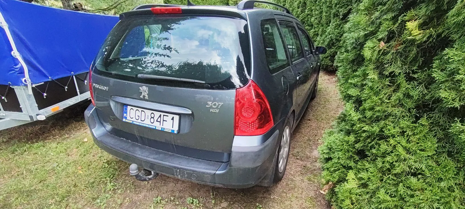 Tylny widok ciemnoszarego samochodu marki Peugeot 307 kombi z polską tablicą rejestracyjną CGD 84F1. Samochód zaparkowany jest na trawie obok zielonego żywopłotu z tuj. Po lewej stronie widoczna jest część przyczepy przykrytej niebieską plandeką.