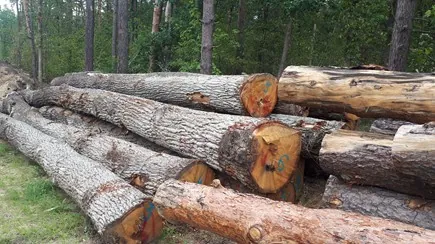 Stos ściętych pni drzew ułożonych poziomo na ziemi na tle lasu. Pnie mają szarą korę, a na ich przekrojach widoczne są niebieskie oznaczenia cyfrowe.