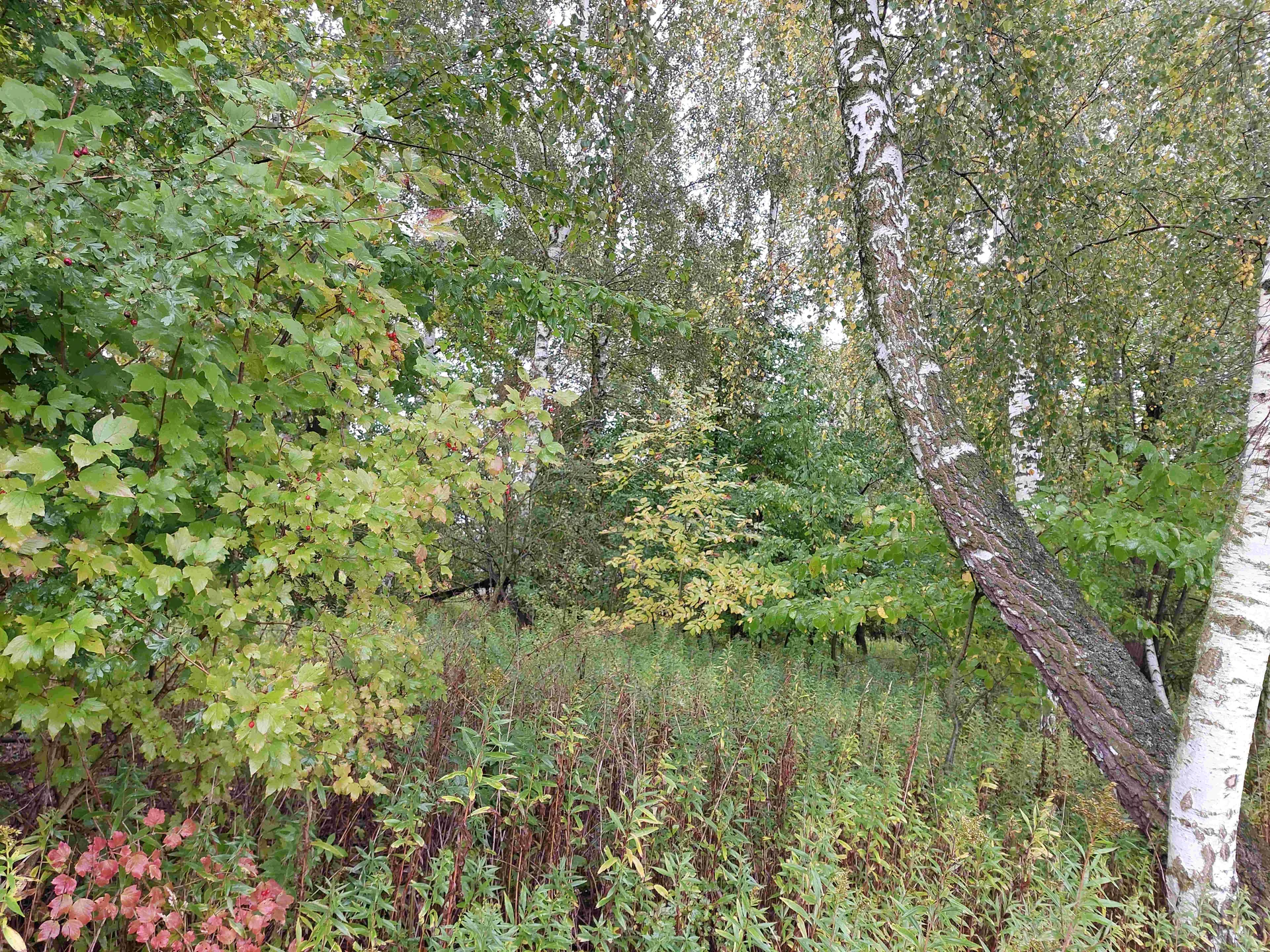 Lasowy krajobraz z drzewami brzozowymi o białej kory, zielonymi liśćmi oraz żółknącą roślinnością. W dolnej części obrazu widoczne są krzewy z czerwonymi liśćmi i wysoką trawą. Drzewa rosną pionowo, a horyzont jest poziomy.