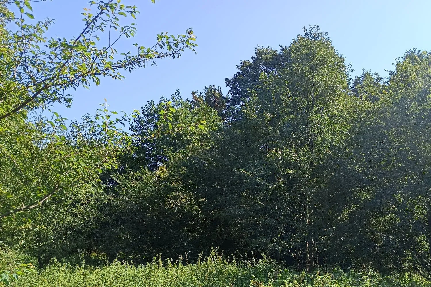 Widok na gęstą ścianę zielonych drzew i krzewów pod jasnoniebieskim, bezchmurnym niebem. Na pierwszym planie po lewej stronie widoczne są gałęzie z liśćmi, a u dołu obrazu znajduje się niska, zielona roślinność trawiasta.