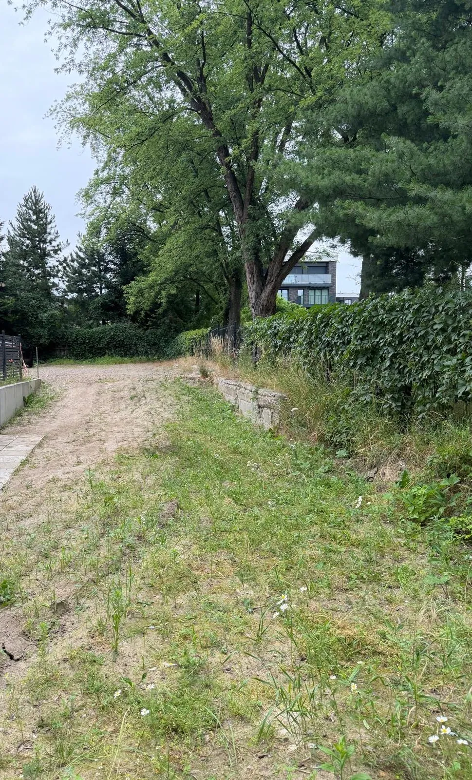 Zdjęcie przedstawiające piaszczystą ścieżkę lub plac z rzadką roślinnością trawiastą. Po prawej stronie znajduje się niski mur oporowy z kamieni, nad którym rośnie gęsty, zielony żywopłot. W tle dominują duże, liściaste i iglaste drzewa, a pomiędzy nimi widoczny jest fragment nowoczesnego, białego budynku z dużymi przeszkleniami.
