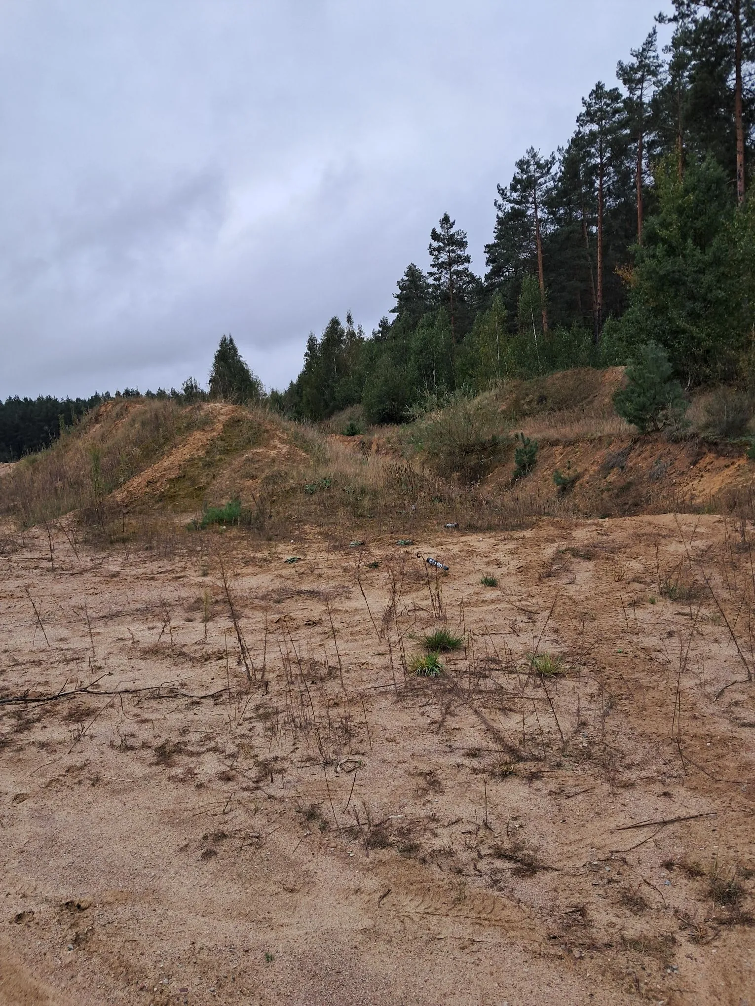 Krajobraz przedstawiający piaszczysty teren z niską, rzadką roślinnością na pierwszym planie. W tle widoczne są piaszczyste nasypy oraz gęsty las sosnowy na wzgórzu pod zachmurzonym, szarym niebem.