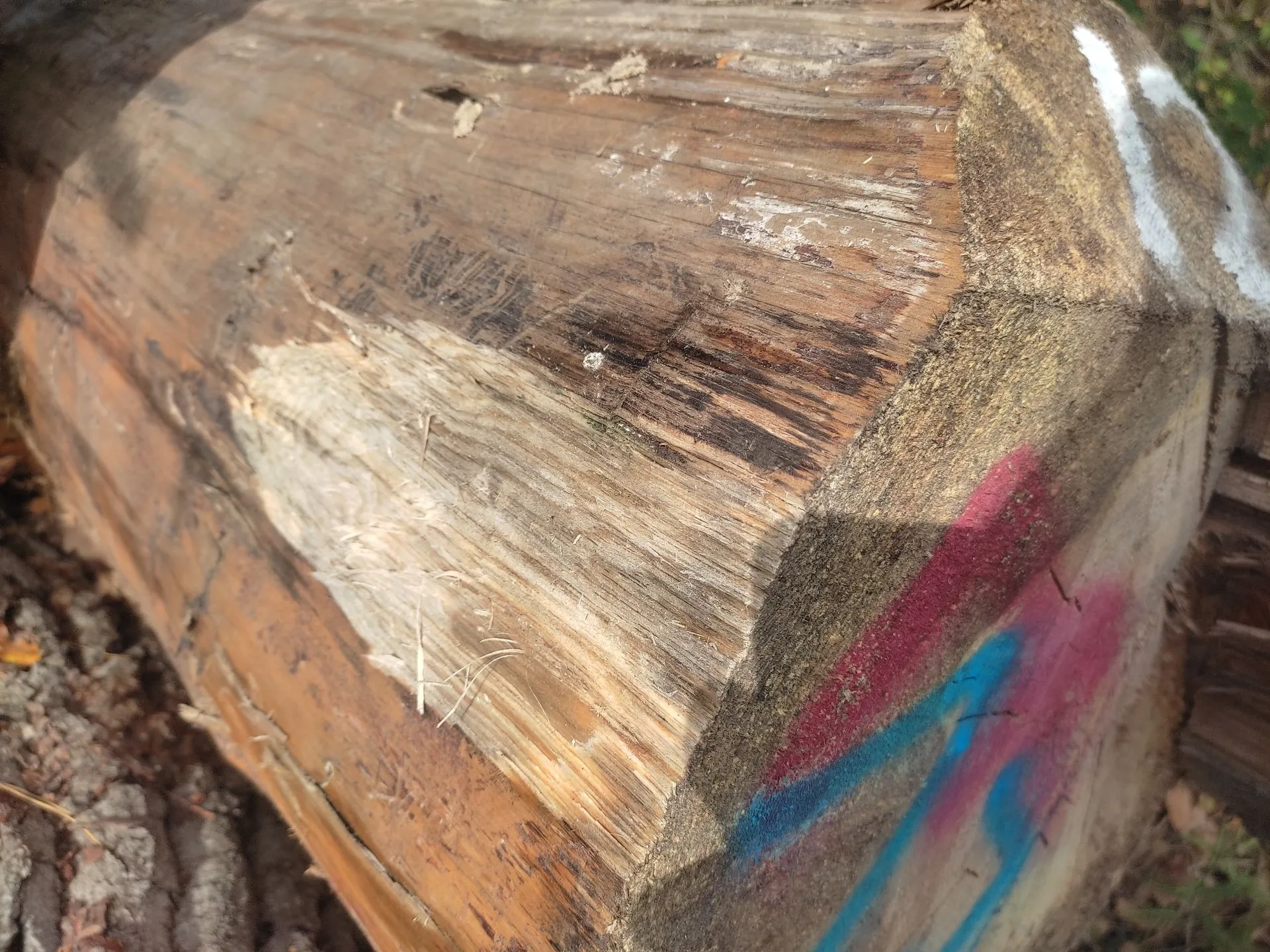 Zbliżenie na fragment pnia drzewa o chropowatej strukturze i jasnobrązowym kolorze. Na bocznej powierzchni kłody widoczne są czerwone i niebieskie ślady farby w sprayu, przypominające graffiti.