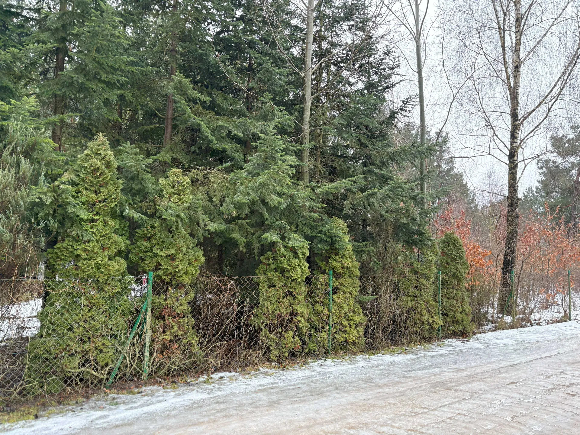 Zimowy krajobraz z zamarzniętą drogą pokrytą śniegiem i lodem. Po lewej stronie drogi znajduje się siatka ogrodzeniowa z zielonymi słupkami, za którą rosną gęste, zielone drzewa iglaste oraz krzewy. W tle widoczne są wysokie drzewa liściaste bez liści i iglaste, częściowo pokryte śniegiem. Niebo jest pochmurne. Brak czytelnego tekstu na obrazie.