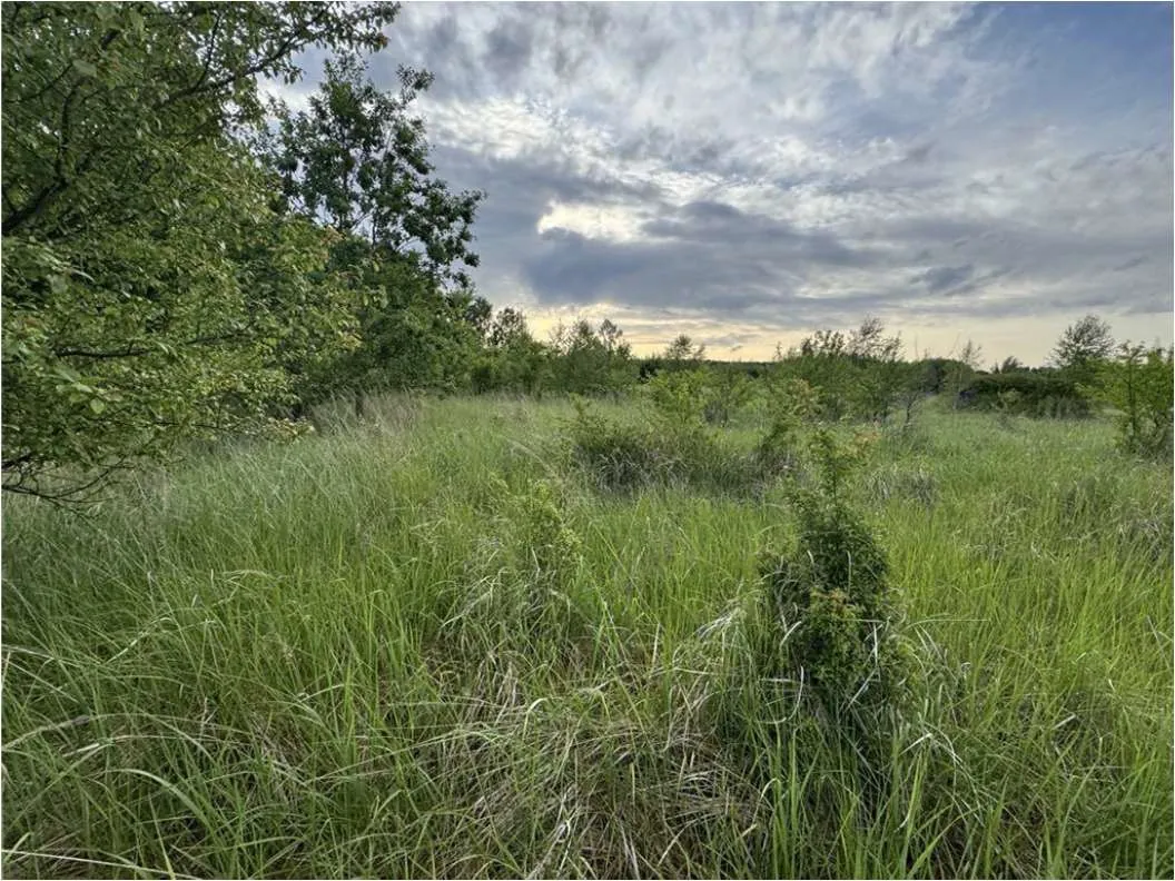 Obraz przedstawia rozległe pole porośnięte wysoką zieloną trawą. Po lewej stronie widoczne są drzewa z zielonymi liśćmi, a w oddali rozproszone krzewy i drzewa. Niebo jest częściowo zachmurzone, z białymi i szarymi chmurami, a na horyzoncie dostrzec można delikatne odcienie światła, sugerujące zmierzch lub wschód słońca. Kompozycja jest naturalna, bez widocznych obiektów lub tekstu wymagających specjalnej orientacji.