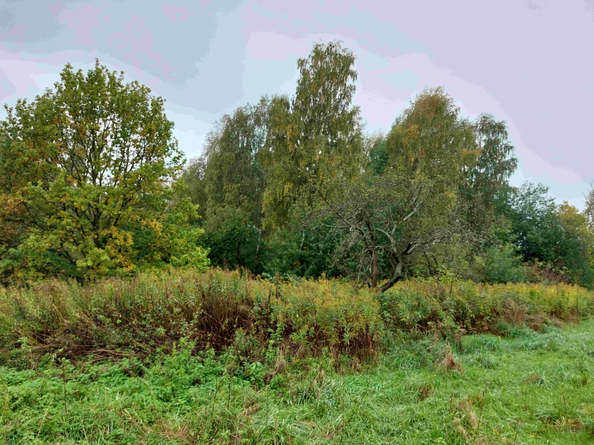 Krajobraz z zielonymi i częściowo żółknącymi drzewami, wysoką trawą oraz krzewami na pierwszym planie. Tło stanowi niebo z delikatnymi różowymi i błękitnymi odcieniami. Drzewa mają różne rozmiary i kształty, niektóre z nich są bardziej rozłożyste, inne wyższe i wąskie. Całość przedstawia naturalny, zielony obszar przypominający las lub park.