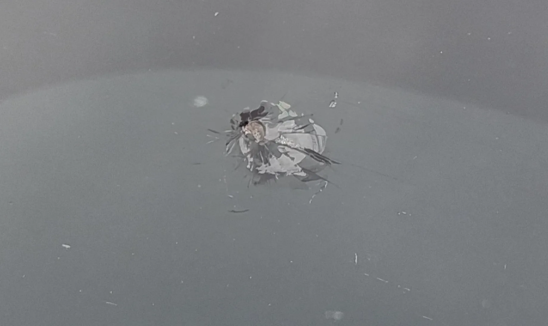 Zbliżenie na mały, jasny obiekt o nieregularnym kształcie, przypominający owada lub fragment materii organicznej, unoszący się na powierzchni szarej, jednolitej cieczy.