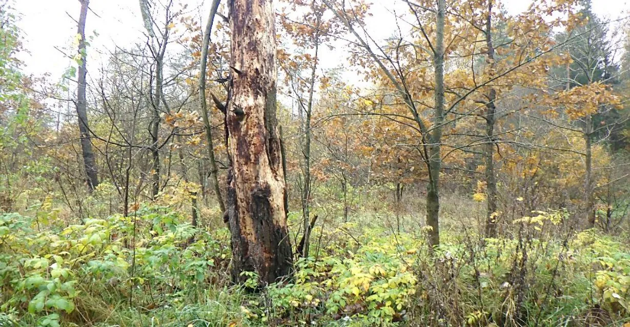 Nieruchomość zabudowana 3000 m² Pszczonów - zdjęcie 2