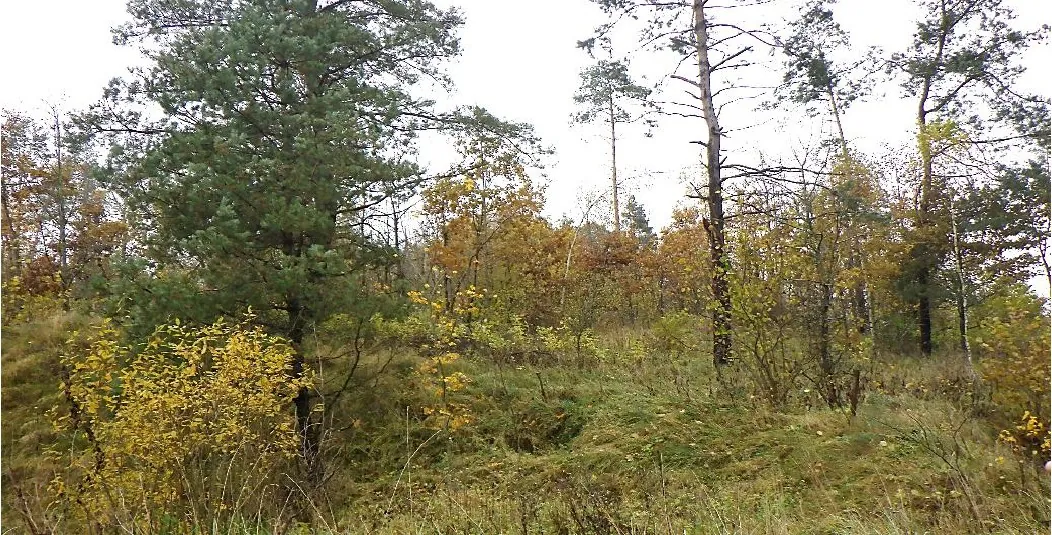 Grunt 145940 m² Gorczyce, Kowale Oleckie - zdjęcie 2