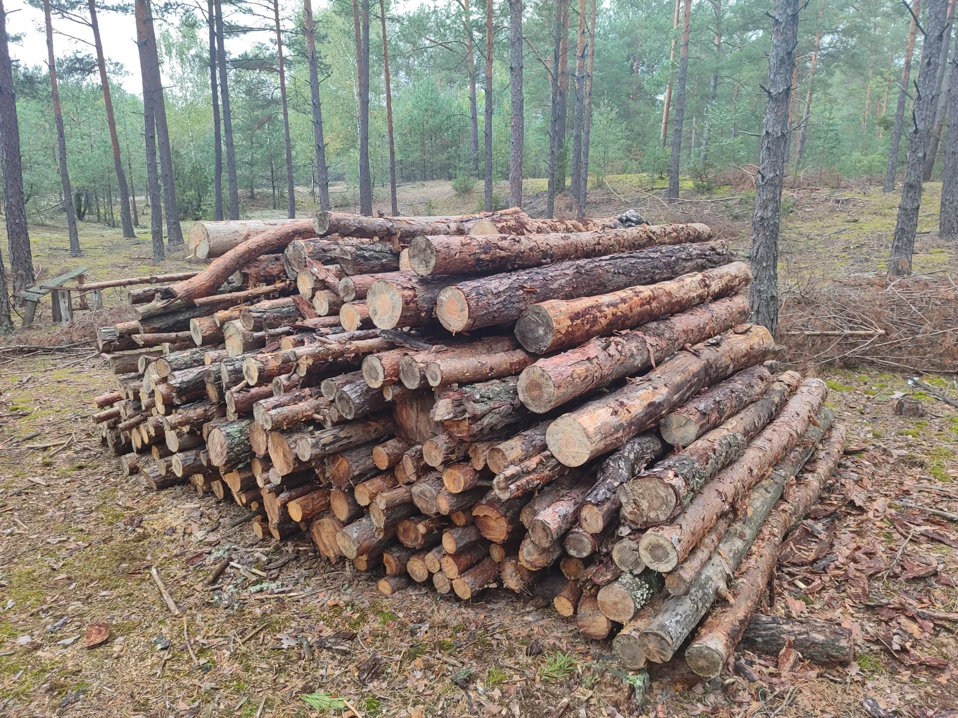 Stos ściętych pni drzew ułożonych poziomo w lesie sosnowym. Pnie są różnej grubości, z widoczną korą i przekrojami na końcach. W tle widać liczne, wysokie i smukłe drzewa iglaste oraz leśne poszycie z mchu i suchych liści.