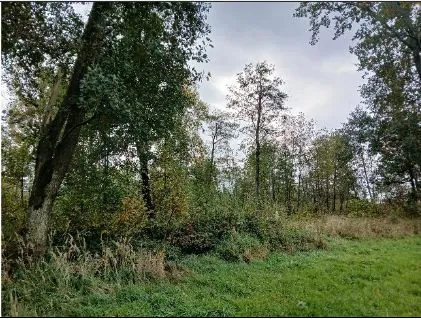 Krajobraz leśny z gęstymi, zielonymi drzewami liściastymi i krzewami. Na pierwszym planie widoczna jest trawiasta polana z niską roślinnością, a w tle gęsty las pod zachmurzonym, jasnym niebem.