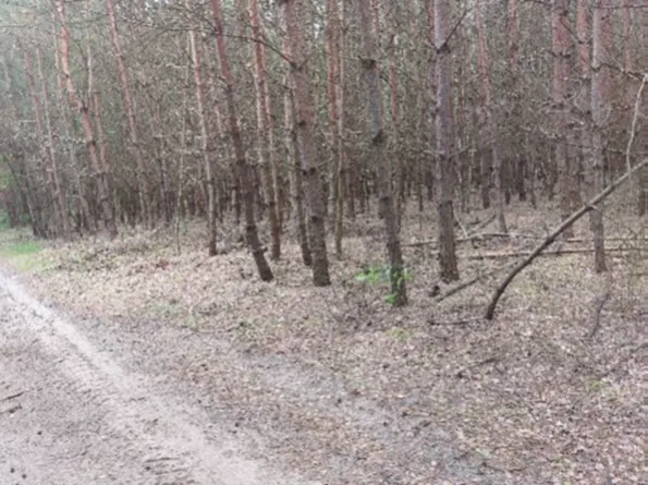 Widok na gęsty las sosnowy z licznymi, smukłymi pniami drzew. Na pierwszym planie znajduje się nieutwardzona, piaszczysta droga prowadząca w głąb kadru. Podłoże w lesie pokryte jest suchymi liśćmi i igliwiem, z nielicznymi kępkami zielonej roślinności.