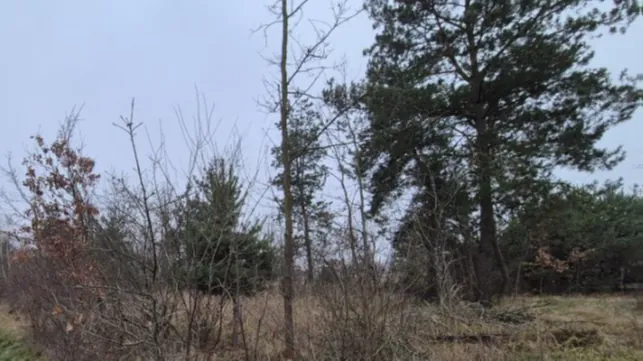 Krajobraz leśny w pochmurny dzień. Na pierwszym planie znajdują się suche, brązowe krzewy i niskie zarośla. W tle widoczne są wysokie drzewa, w tym iglaste sosny oraz liściaste drzewa bez liści. Niebo jest jednolicie szare i zachmurzone.