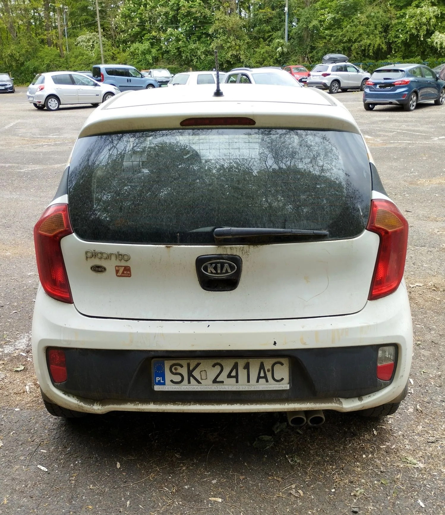 Tylny widok białego samochodu marki Kia Picanto zaparkowanego na placu. Samochód jest zabrudzony, szczególnie w dolnej części klapy bagażnika. Na klapie znajduje się logo KIA oraz napis 'picanto'. Tablica rejestracyjna ma numer SK 241AC z oznaczeniem PL. W tle widoczne są inne zaparkowane samochody oraz zielone drzewa.