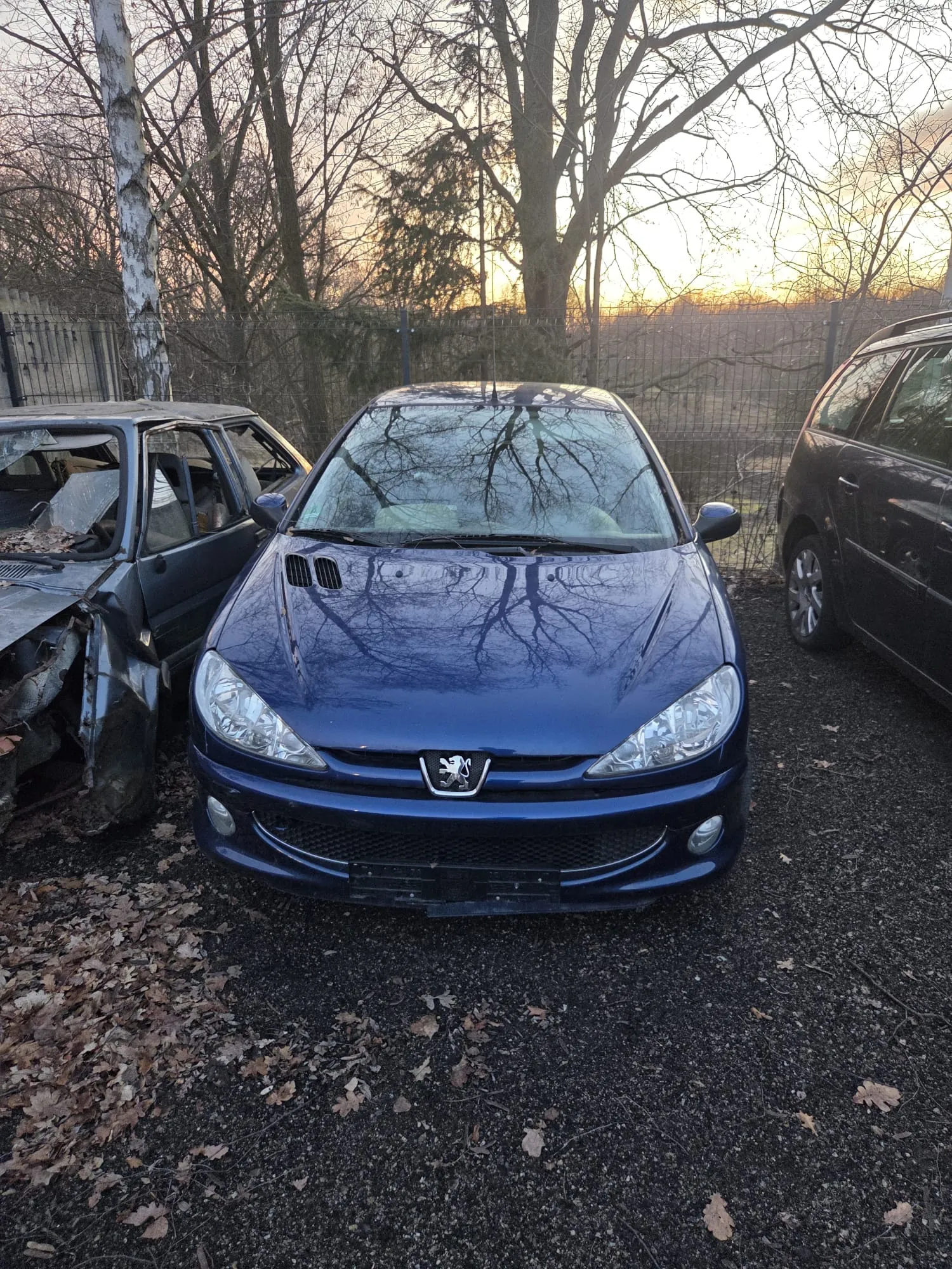 Niebieski samochód marki Peugeot z widocznym logo na masce, zaparkowany na podwórku z suchymi liśćmi na ziemi. Po lewej stronie uszkodzony samochód z otwartymi drzwiami i zniszczonym przodem, po prawej ciemny samochód typu SUV. Tło: drzewa bez liści, metalowe ogrodzenie i zachód słońca na horyzoncie.