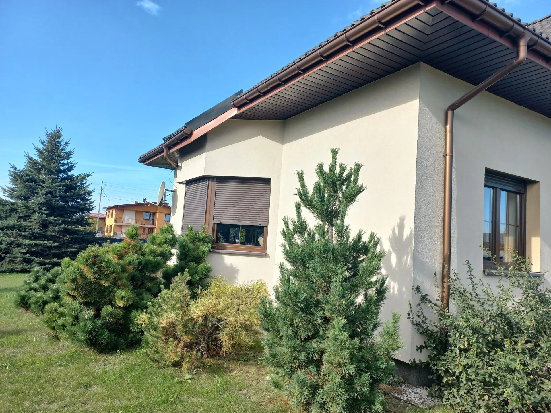 Widok na fragment nowoczesnego, jednokondygnacyjnego domu z jasną elewacją i brązowym dachem oraz rynnami. W ścianie znajduje się okno z opuszczonymi brązowymi roletami zewnętrznymi. Przed domem rosną niskie krzewy iglaste i jedna wyższa sosna. W tle po lewej stronie widoczny jest duży świerk oraz fragment innego, żółtego budynku pod bezchmurnym, niebieskim niebem.