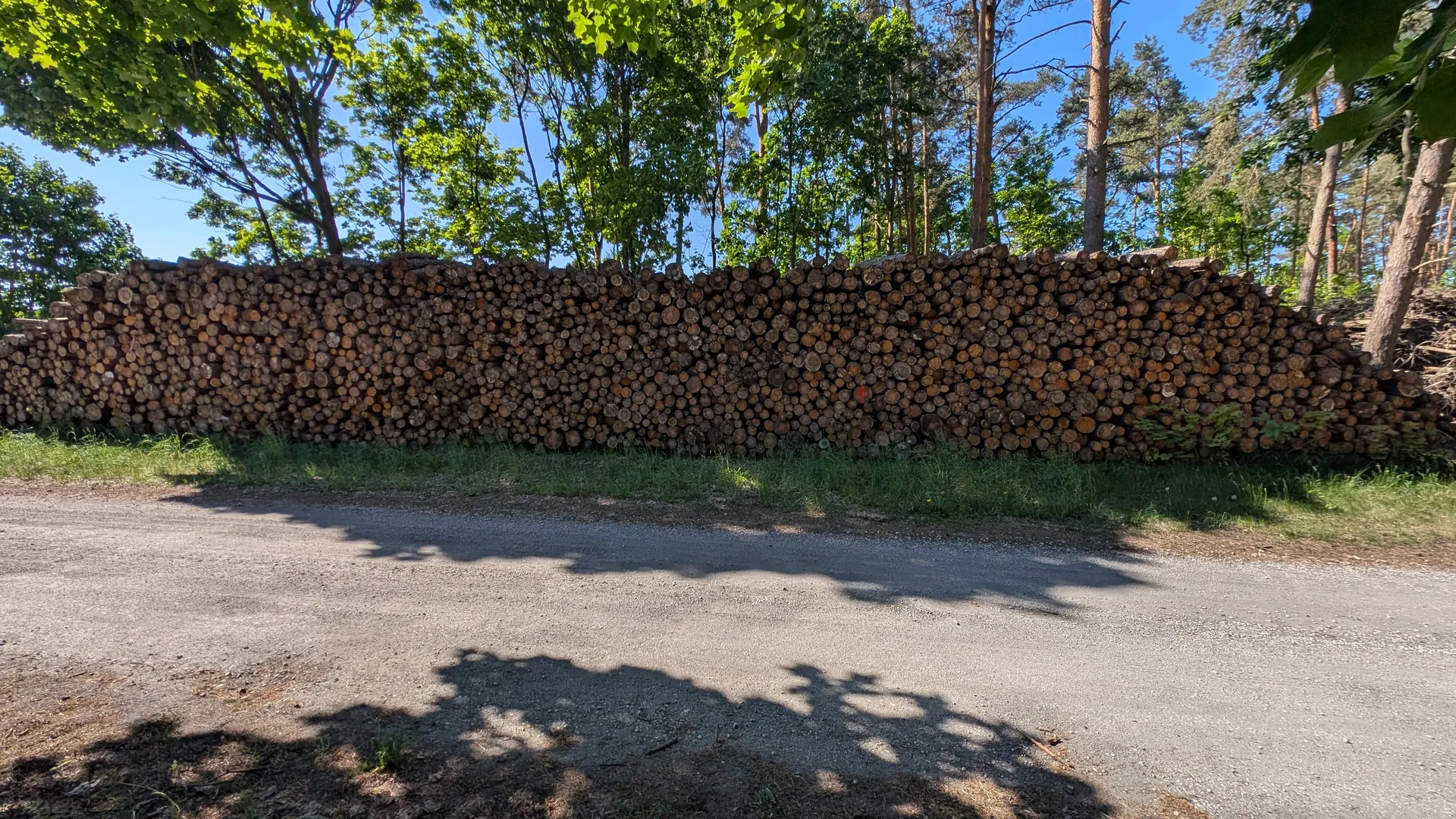 Drewno opałowe i sosna, 159,06m³ łącznie - Sprzedaż przez Urząd Skarbowy w Grudziądzu - zdjęcie 1