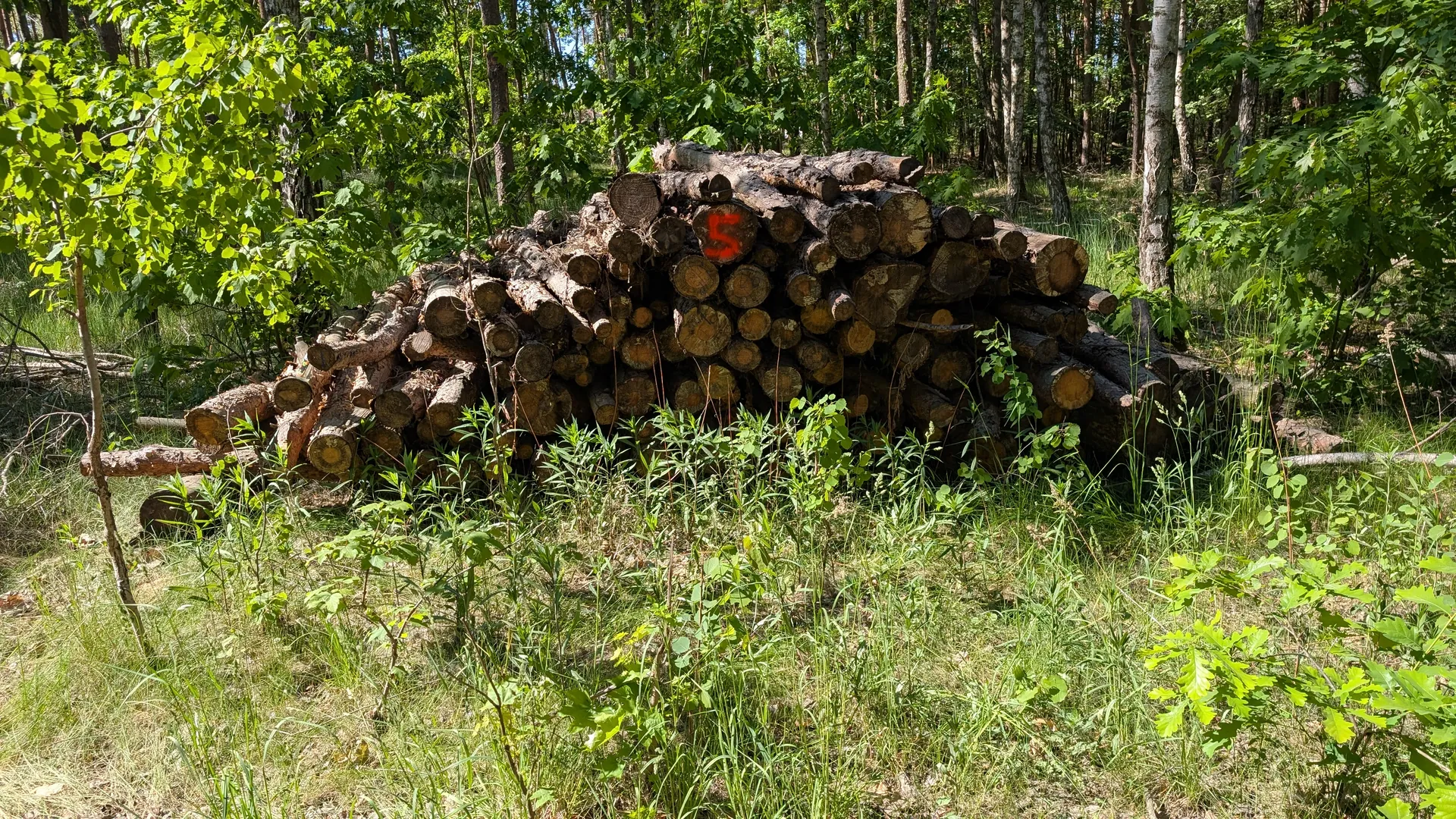 Drewno opałowe i sosna, 159,06m³ łącznie - Sprzedaż przez Urząd Skarbowy w Grudziądzu - zdjęcie 5