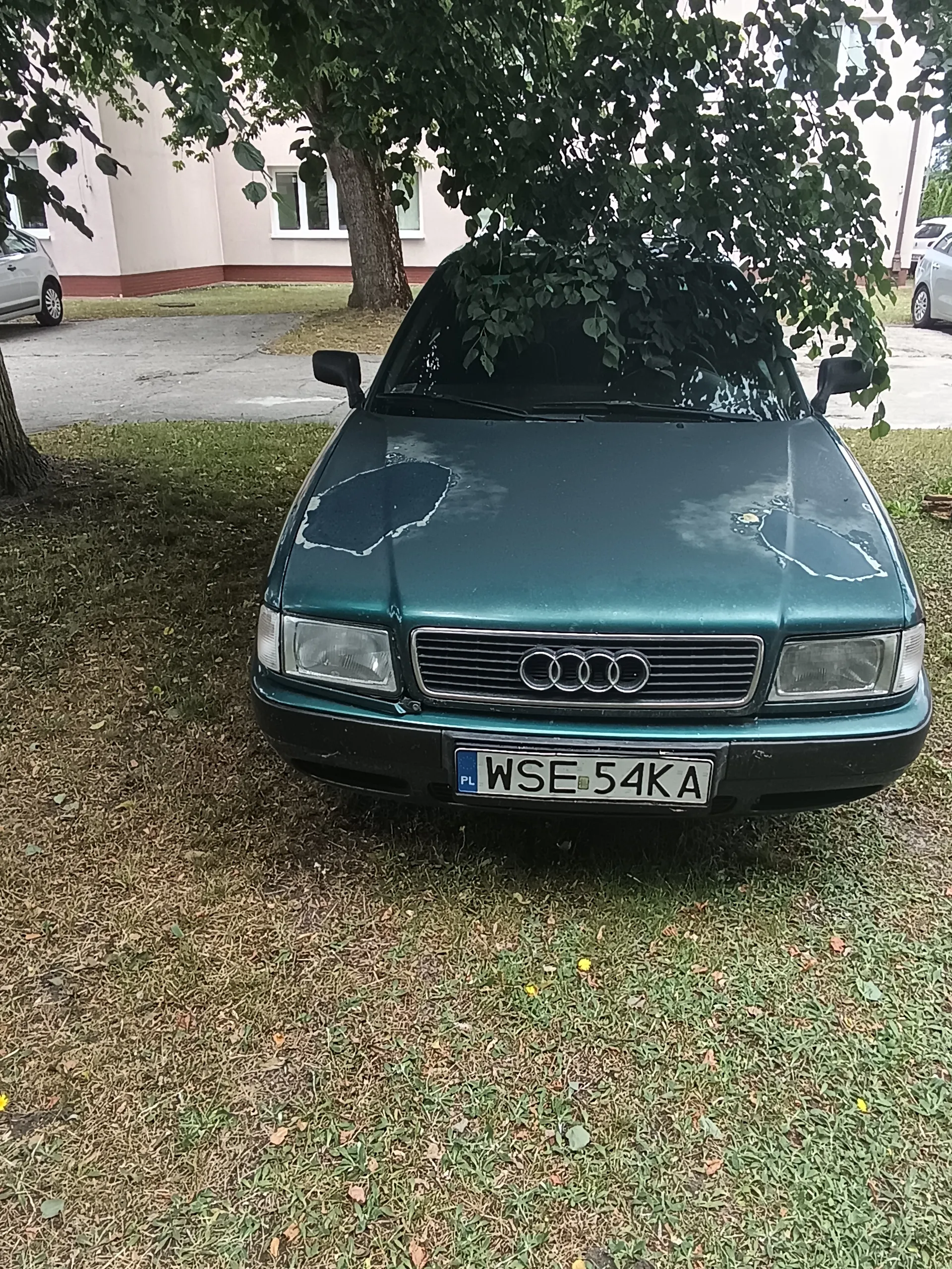 Zielony samochód marki Audi zaparkowany na trawie. Widoczna tablica rejestracyjna z napisem WSE 54KA oraz flagą PL. Na masce samochodu znajdują się uszkodzenia lakieru. W tle budynek z oknami, drzewa i inne zaparkowane pojazdy. Trawa na pierwszym planie jest częściowo wysuszona, z widocznymi żółtymi kwiatkami.