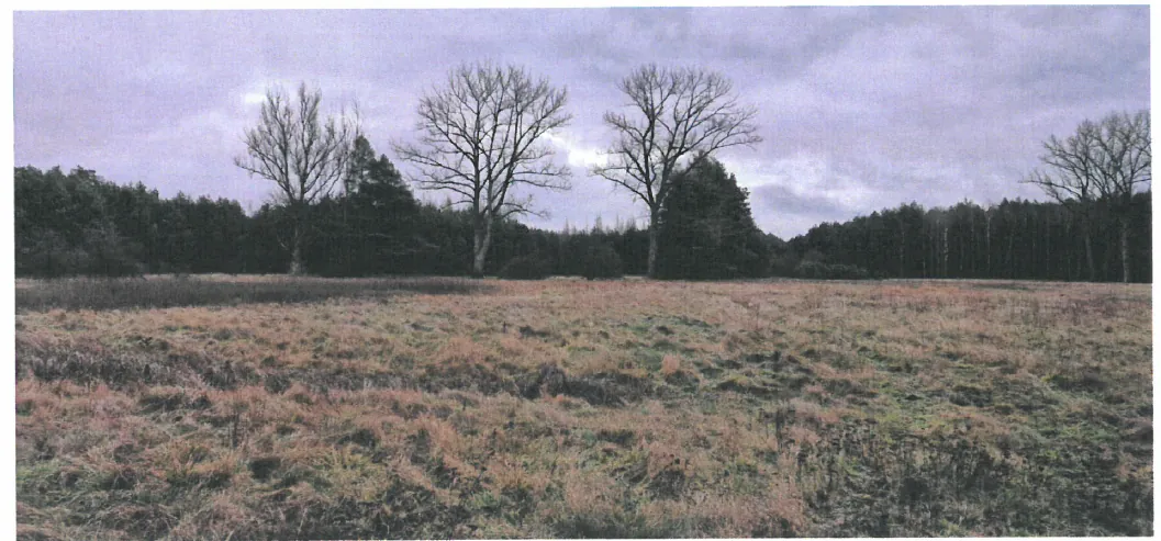 Panorama pola z suchą trawą w odcieniach brązu i zieleni. W tle trzy wysokie, bezlistne drzewa oraz gęsty las z ciemnozielonymi drzewami. Niebo jest zachmurzone, szare. Brak widocznego tekstu.