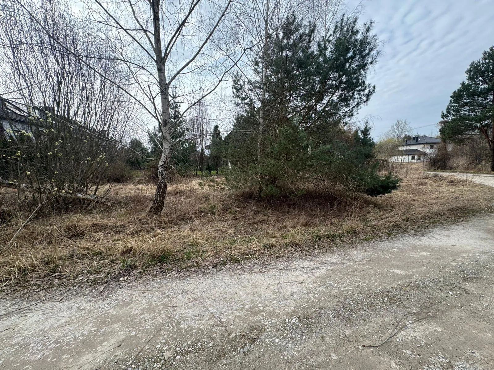 Krajobraz wczesnowiosenny z nieutwardzoną, szutrową drogą na pierwszym planie. W centrum znajduje się obszar z suchą, brązową trawą, na którym rosną drzewa: po lewej smukła brzoza bez liści, a po prawej gęsta sosna. W tle widoczne są zarysy budynków mieszkalnych oraz zachmurzone niebo.