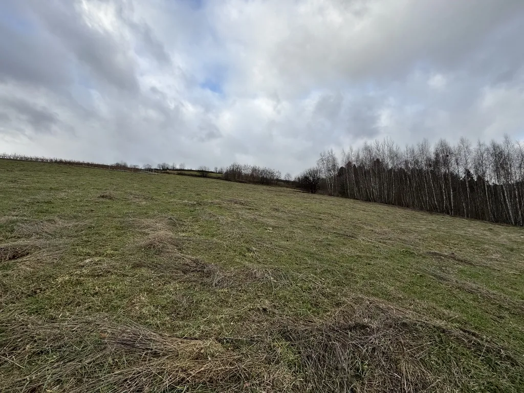 Rozległe pole trawiaste z suchymi łodygami, w tle rzęd drzew bez liści i zachmurzone niebo z fragmentami błękitu.