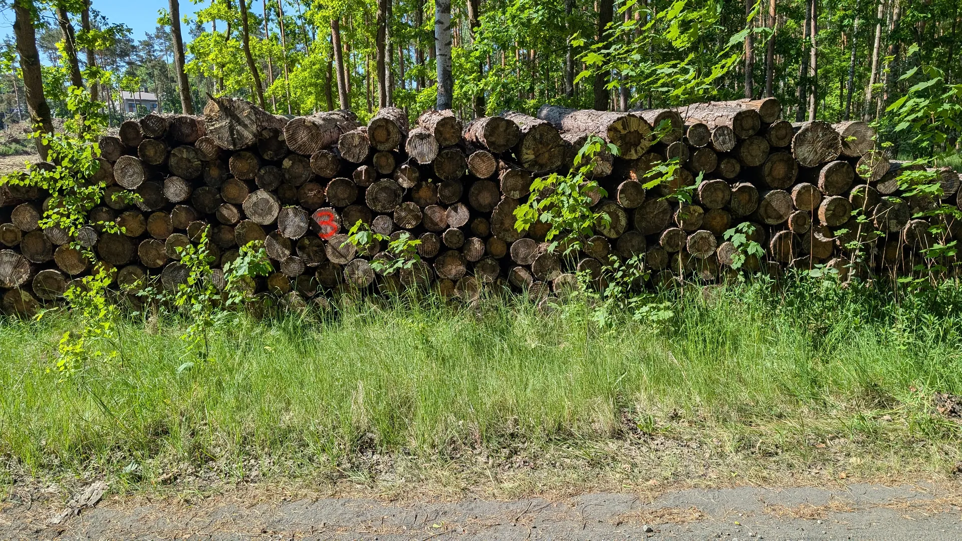 Drewno opałowe i sosna, 159,06m³ łącznie - Sprzedaż przez Urząd Skarbowy w Grudziądzu - zdjęcie 3