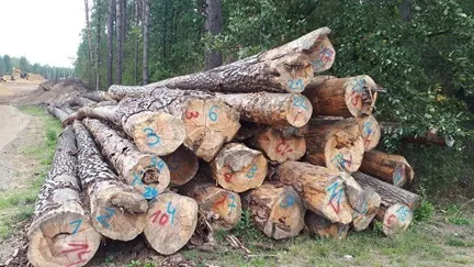 Stos ściętych pni drzew ułożonych poziomo przy drodze w lesie. Na przekrojach pni widoczne są naniesione kolorowymi markerami (niebieskim i czerwonym) numery, takie jak 15, 7, 2, 104, 3, 6, 21, 22, 23. W tle widać gęsty las iglasty oraz fragmenty ziemnych prac drogowych.