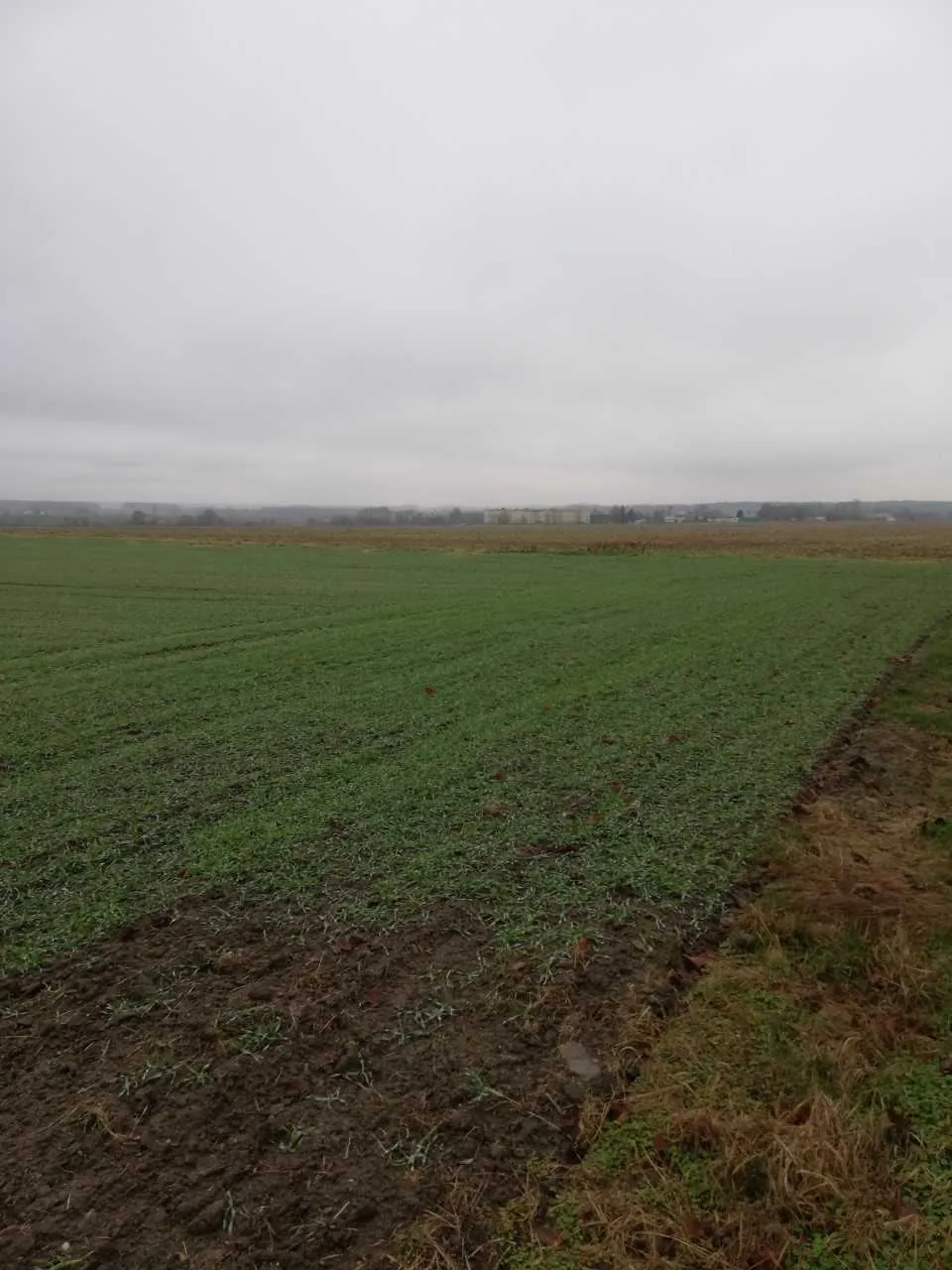 Szeroki kadr przedstawiający zielone pole uprawne pod zachmurzonym, szarym niebem. Na pierwszym planie widoczny jest ciemny, wilgotny pas ziemi i sucha trawa po prawej stronie. W oddali widać linię horyzontu z niską zabudową i drzewami.