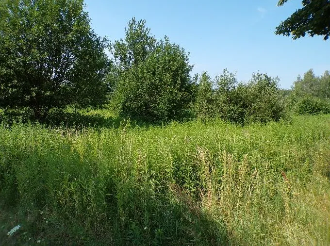 Krajobraz letni przedstawiający gęstą, zieloną roślinność. Na pierwszym planie znajduje się wysoka trawa i dzikie rośliny zielone. W tle widoczne są kępy gęstych, liściastych drzew pod jasnoniebieskim, bezchmurnym niebem.