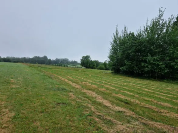 Rozległe pole z zieloną trawą i brązowymi pasami, prawdopodobnie po skoszeniu. Po prawej stronie gęsty las z wysokimi drzewami, w tle rzadziej rosnące drzewa i szare, zachmurzone niebo. Linia horyzontu jest pozioma.