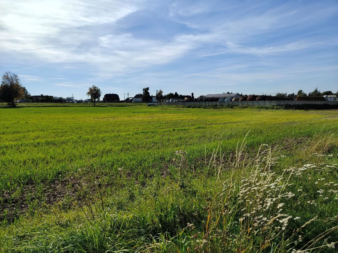 Szeroki widok na zielone pole z trawą i niską roślinnością na pierwszym planie. W oddali widoczna jest linia zabudowań wiejskich, w tym domy oraz gospodarstwa z dużymi stogami siana lub słomy. Nad terenem rozciąga się jasnoniebieskie niebo z delikatnymi, białymi chmurami.