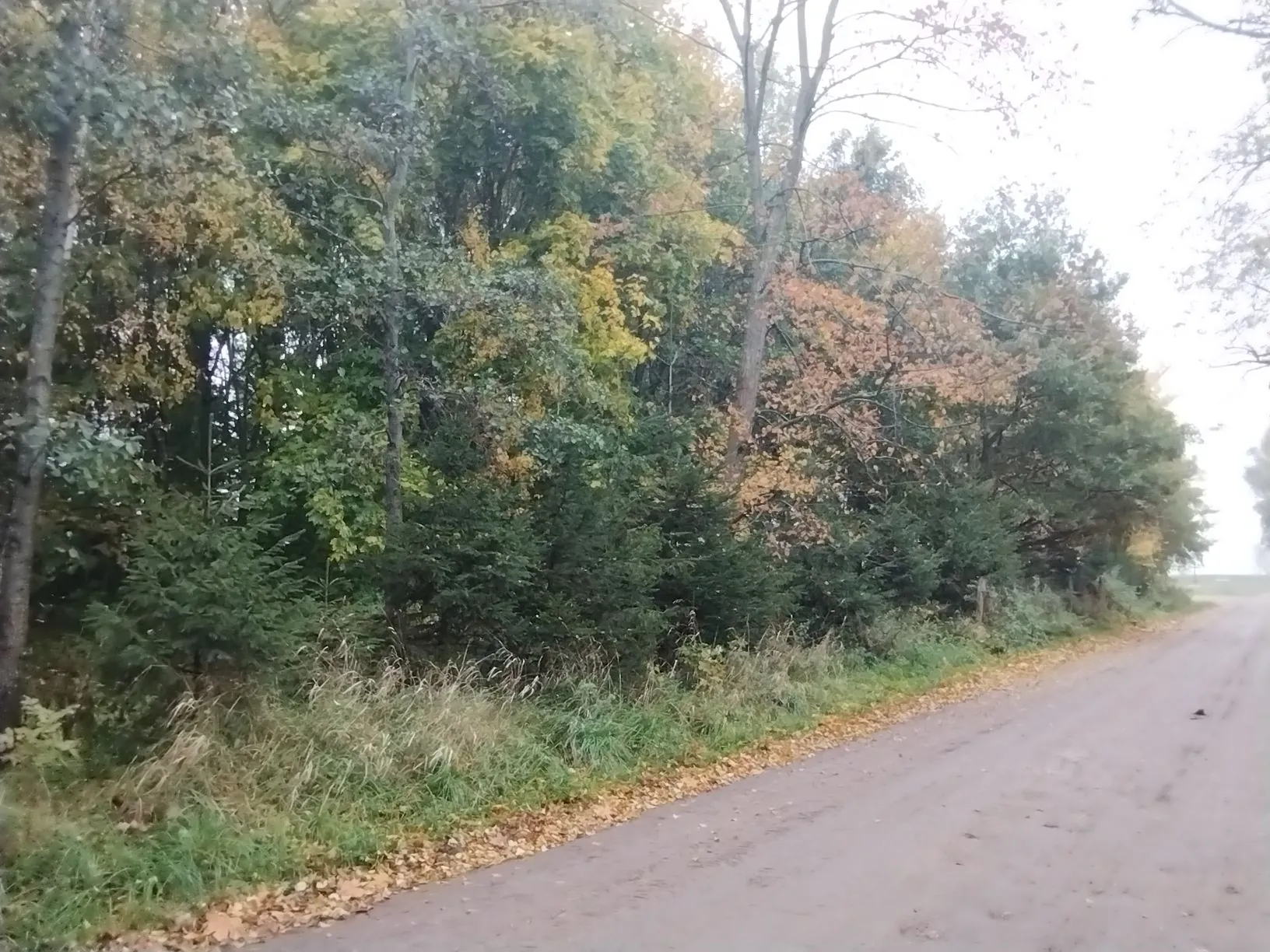 Widok na nieutwardzoną, szutrową drogę prowadzącą w głąb obrazu. Po lewej stronie drogi znajduje się gęsty pas lasu z drzewami o liściach w kolorach zielonym, żółtym i pomarańczowym, co wskazuje na jesień. Wzdłuż krawędzi drogi rośnie niska, zielona trawa i sucha roślinność, a na ziemi leżą opadłe liście.