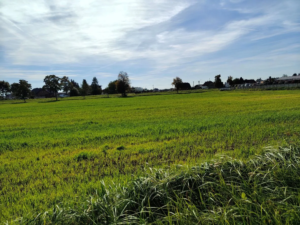 Szeroki widok na zielone pole trawiaste pod jasnym, lekko zachmurzonym niebem. W oddali widoczna jest linia drzew oraz kilka niskich budynków mieszkalnych. Na pierwszym planie znajdują się kępy dłuższej, dzikiej trawy.