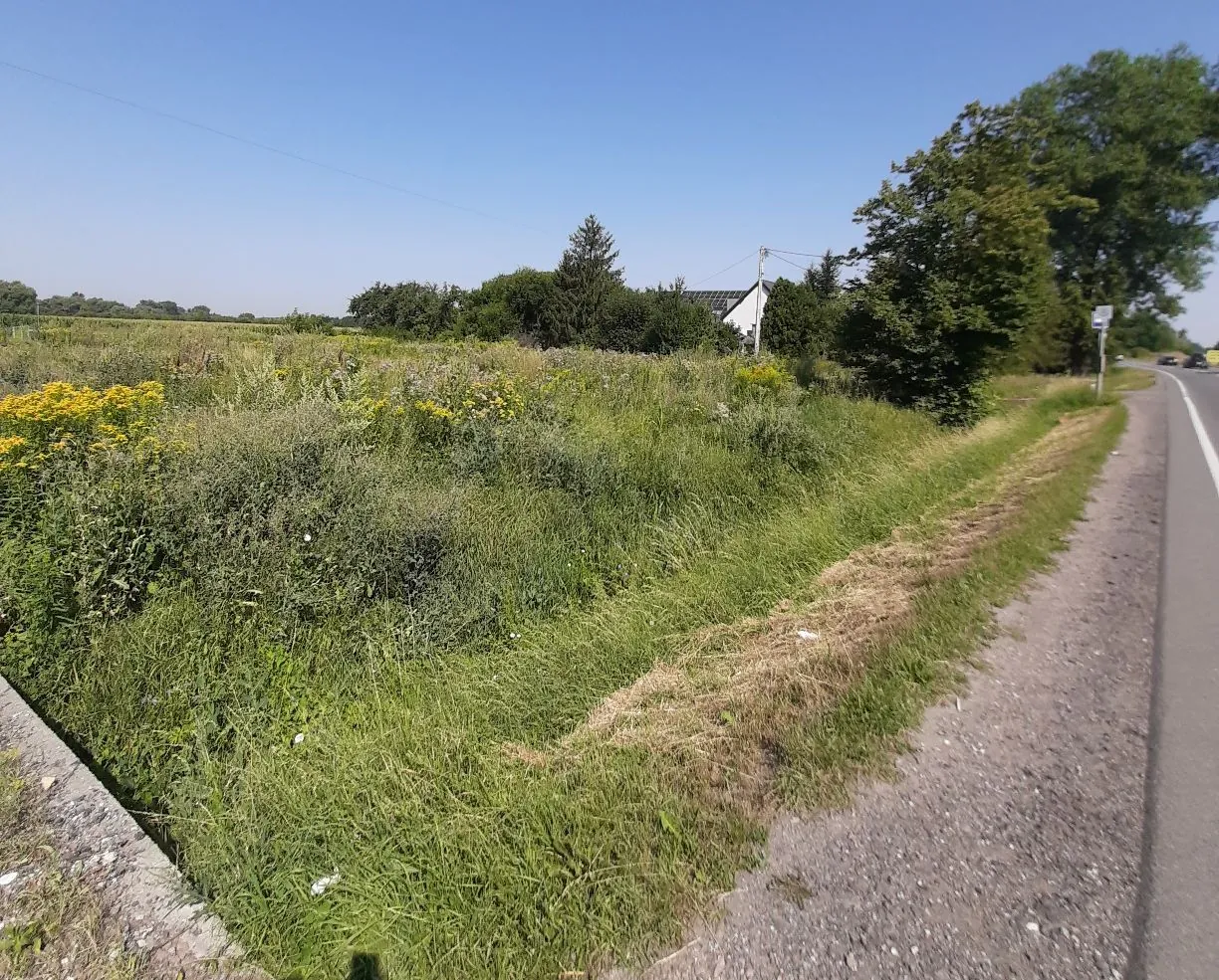 Krajobraz wiejski z asfaltową drogą po prawej stronie. Po lewej stronie znajduje się pas zieleni z wysoką trawą i żółtymi polnymi kwiatami. W tle widoczne są gęste krzewy, drzewa oraz fragment białego budynku pod bezchmurnym, niebieskim niebem.
