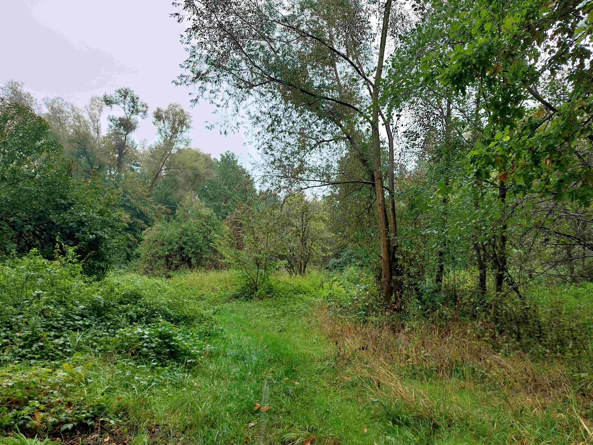 Zdjęcie przedstawia lasową ścieżkę otoczoną gęstą roślinnością. W centrum widoczna trawiasta ścieżka prowadząca w głąb kadru, po obu stronach porośnięta wysoką trawą i krzewami. W tle rosną liczne drzewa o zielonych liściach, a na niebie dominuje pochmurna, szara pogoda. Brak widocznych obiektów sztucznych lub czytelnego tekstu.