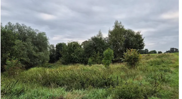 Krajobraz z polaną porośniętą gęstą, zieloną trawą i niskimi krzewami. W tle znajduje się pas gęstych, zielonych drzew pod zachmurzonym, szarym niebem.