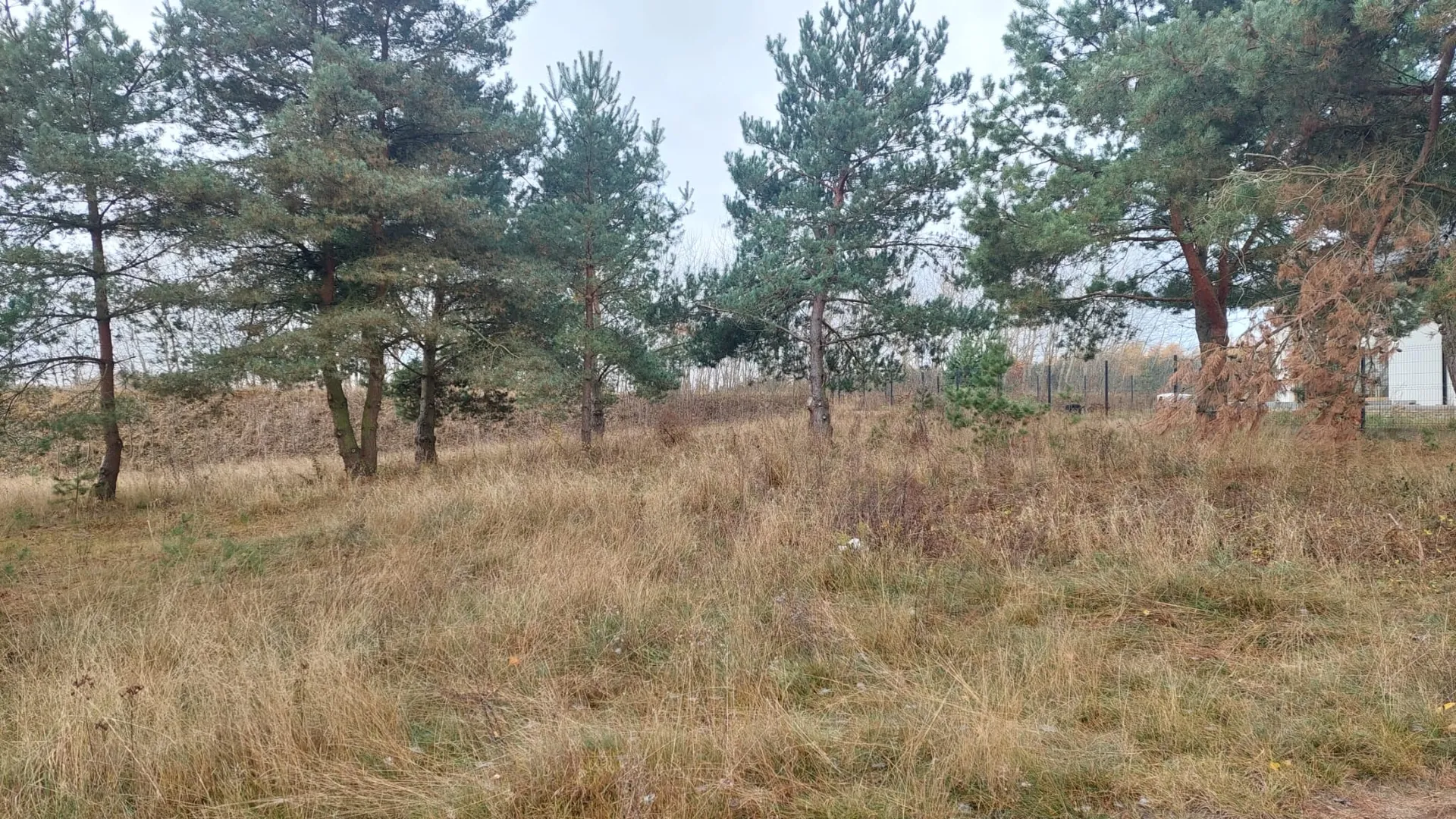 Krajobraz z polaną porośniętą suchą, żółto-brązową trawą. W tle znajduje się rząd wysokich sosen o ciemnozielonych igłach. Po prawej stronie widoczny jest fragment białego budynku oraz ogrodzenie z siatki.