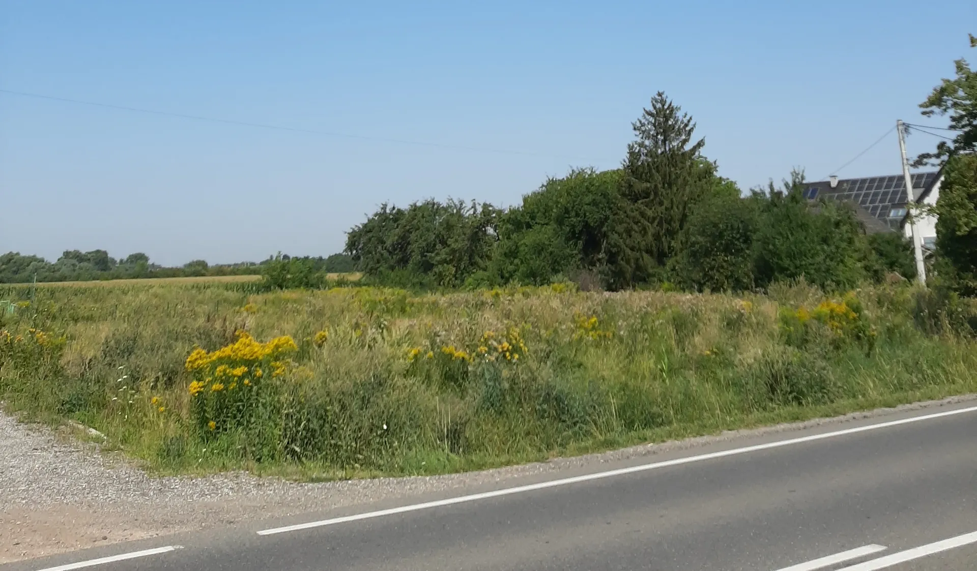 Krajobraz wiejski z asfaltową drogą w dolnej części obrazu. Obok drogi znajduje się pas zielonej trawy z kępami żółtych kwiatów. W tle widoczna jest gęsta ściana zielonych drzew i krzewów, a po prawej stronie fragment białego budynku z ciemnym dachem i panelami słonecznymi. Niebo jest bezchmurne i jasnoniebieskie.