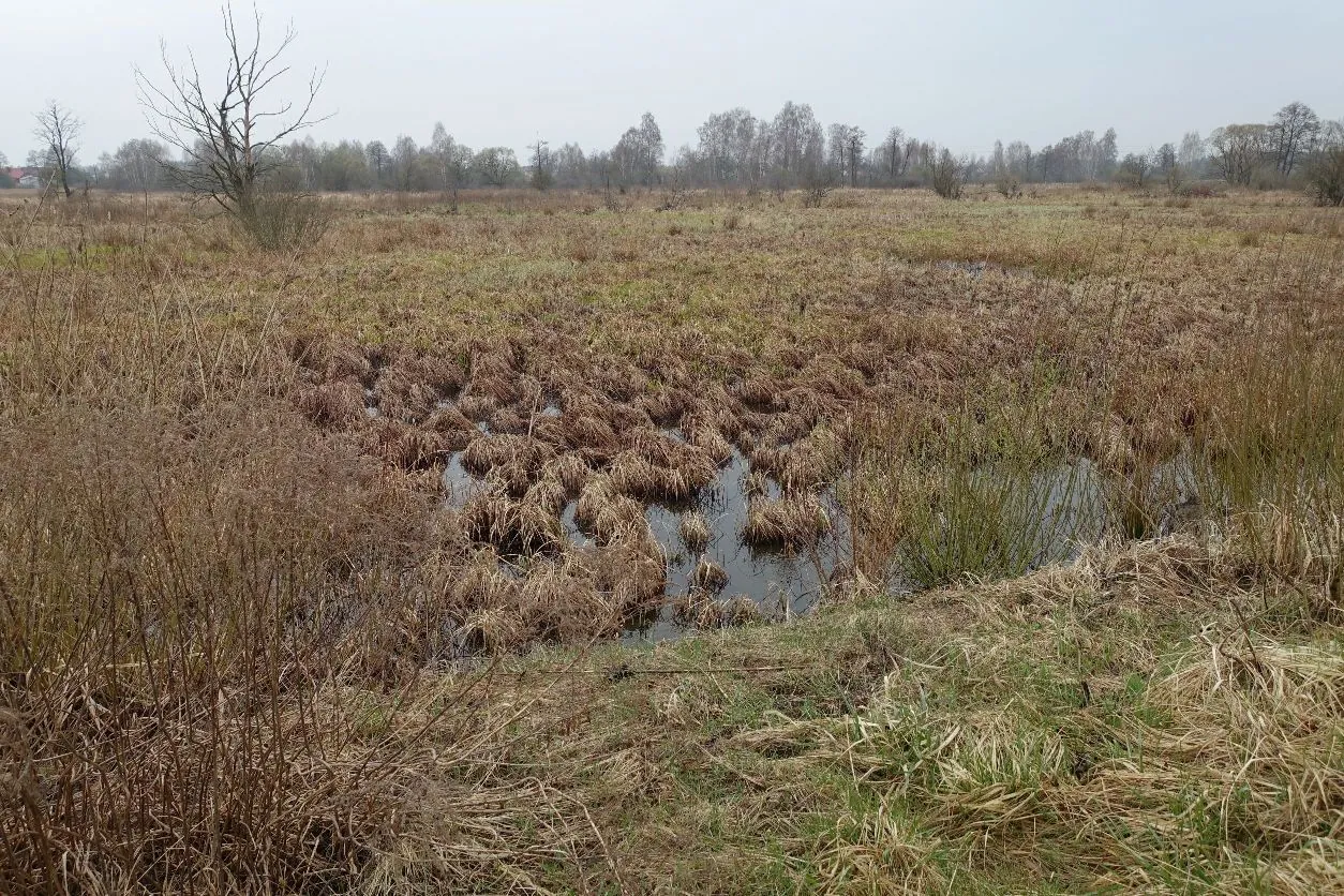 Krajobraz jesiennego lub wczesnowiosennego torfowiska z kępami wyschniętej, brązowej trawy i widocznymi lustrami wody. W tle znajduje się linia bezlistnych drzew pod jasnym, zachmurzonym niebem. Po lewej stronie widoczne jest pojedyncze, wysokie, suche drzewo bez liści.
