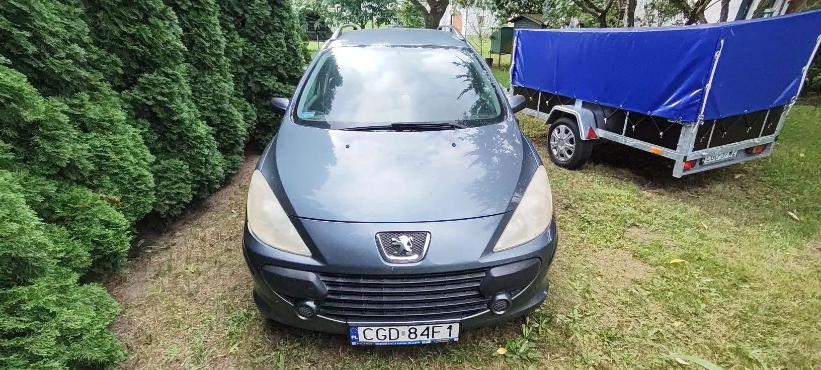 Widok z przodu na szary samochód osobowy marki Peugeot zaparkowany na trawie. Po lewej stronie znajduje się gęsty żywopłot z tuj, a po prawej stronie stoi przyczepa towarowa przykryta niebieską plandeką. Samochód ma tablicę rejestracyjną o numerze CGD 84F1.