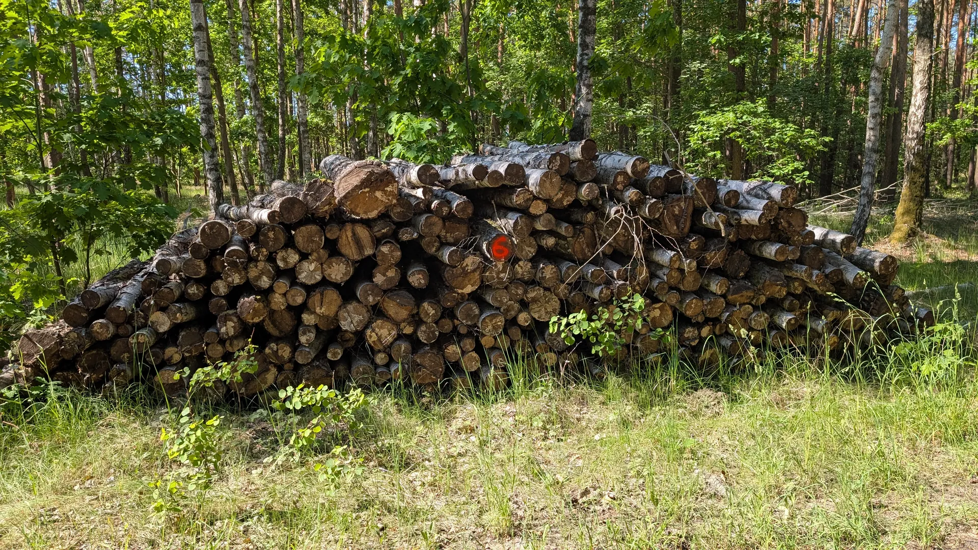 Drewno opałowe i sosna, 159,06m³ łącznie - Sprzedaż przez Urząd Skarbowy w Grudziądzu - zdjęcie 6