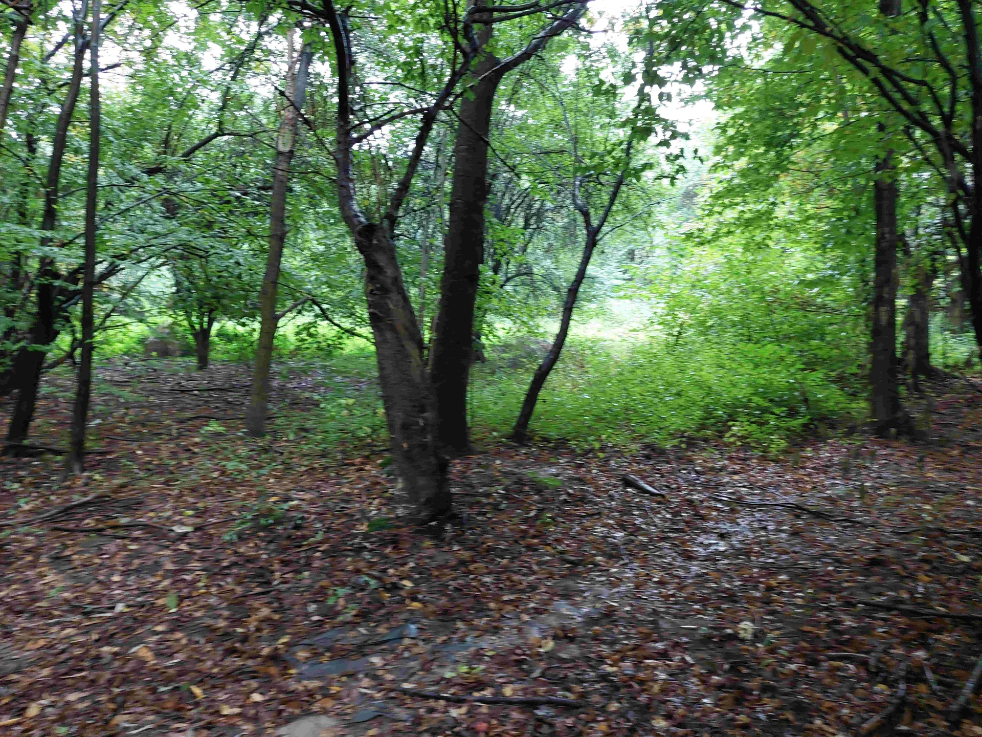 Lasowy krajobraz z wysokimi drzewami o zielonych liściach i grubych pniach. Podłoże pokryte suchymi, brązowymi liśćmi oraz zielonym podszyciem. W tle widoczne są gęste krzewy i drzewa, a światło słoneczne przenika przez korony. Brak widocznych osób, zwierząt lub tekstów.