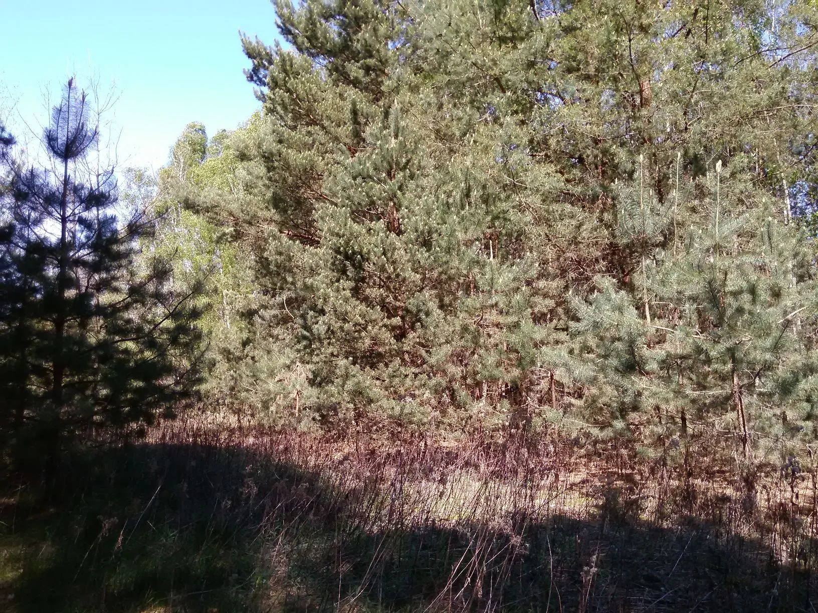 Widok na gęstą grupę sosen o zielonych igłach, rosnących w lesie. Na pierwszym planie znajduje się sucha, brązowa trawa i niskie zarośla, z widocznymi cieniami rzucanymi przez drzewa. W tle widać jasne, bezchmurne niebo.