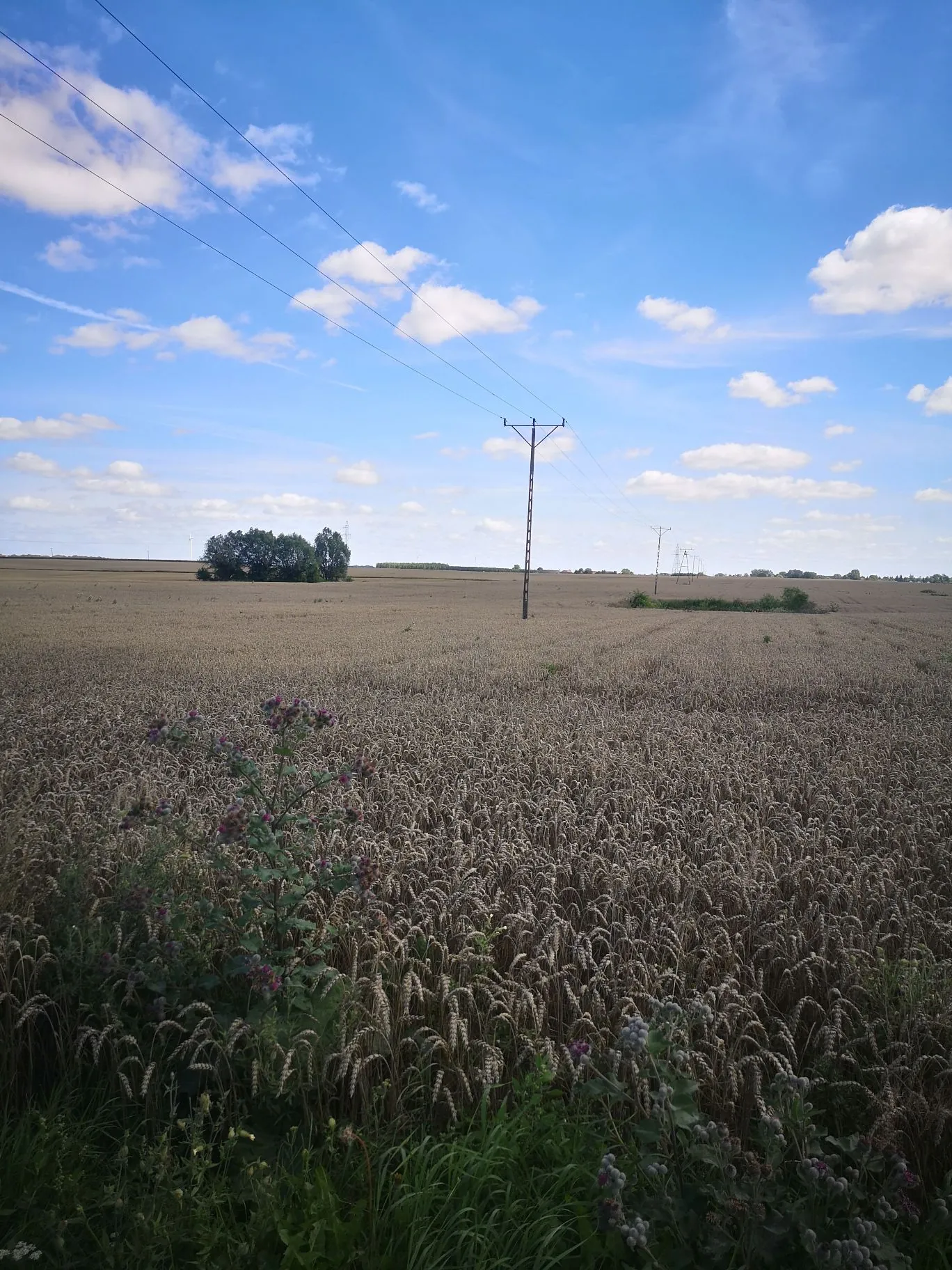 Szerokie pole dojrzałego zboża pod jasnoniebieskim niebem z rozproszonymi białymi chmurami. W oddali widoczny jest pojedynczy słup elektryczny oraz kępa zielonych drzew. Przez górną część obrazu przebiegają linie napowietrzne. Na pierwszym planie po lewej stronie rośnie dzika roślina z fioletowymi kwiatami.